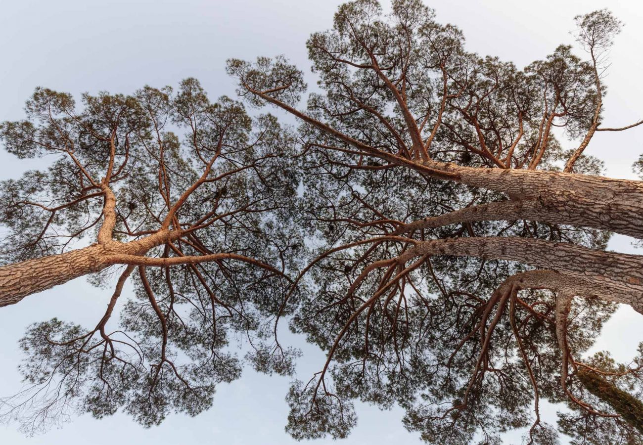 Villa in Lucca - RENAISSANCE WINERY VILLA AMONG THE VINEYARDS, 9 BEDROOMS, 7 BATHS, WIFI, AIR CON Villa in Lucca - RENAISSANCE WINERY VILLA AMONG THE VINEYARDS, 9 BEDROOMS, 7 BATHS, WIFI, AIR CON