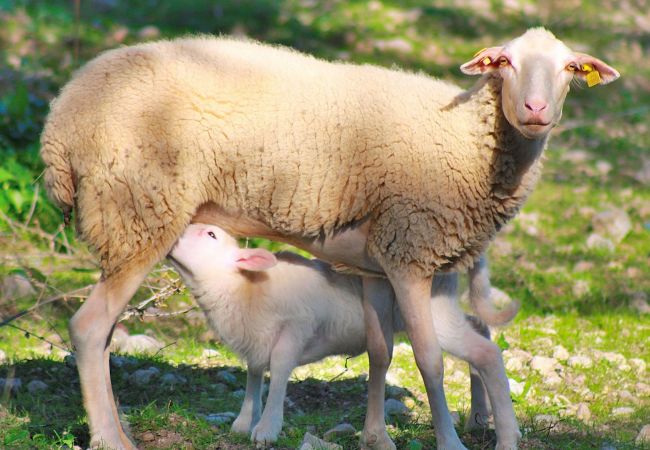 Ferienhaus in Muro - 002 Casa Can Salroig ETV/12975 by Mallorca Charm Ferienhaus in Muro - 002 Casa Can Salroig ETV/12975 by Mallorca Charm