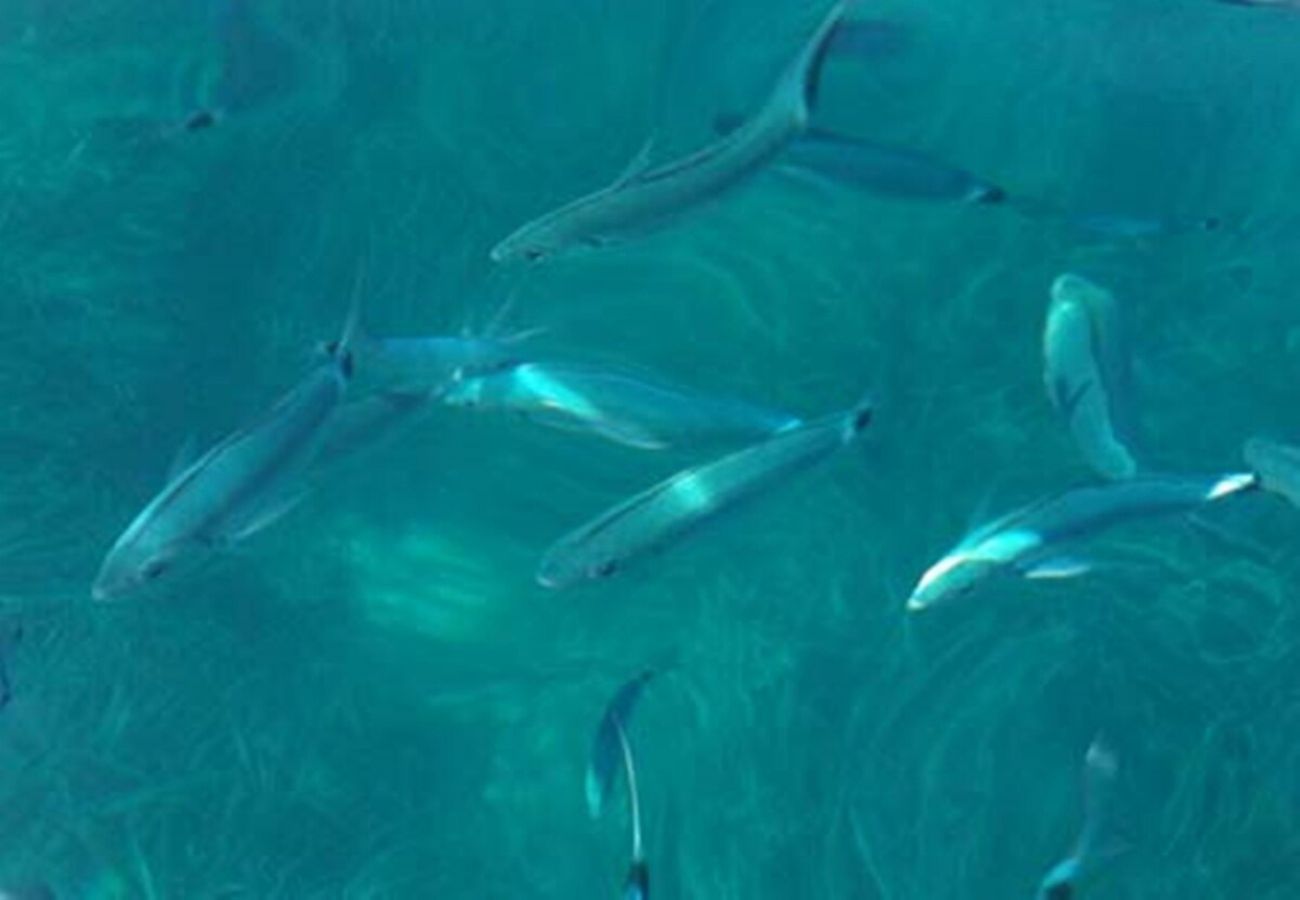 Appartement in Palau - Ático Palau 2BR 2BA terraza con impresionantes vistas Appartement in Palau - Ático Palau 2BR 2BA terraza con impresionantes vistas