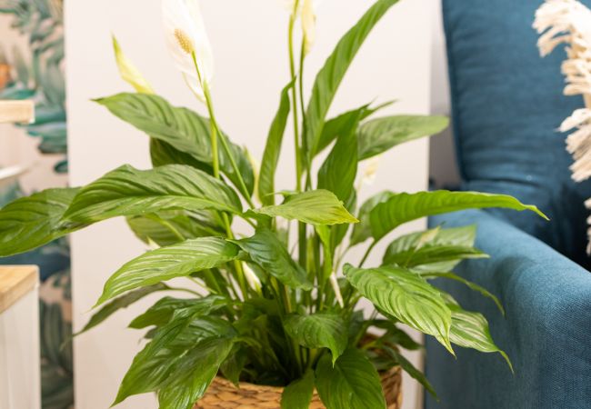 Estudio en Valencia - The Green Apartment I by Florit Flats Estudio en Valencia - The Green Apartment I by Florit Flats