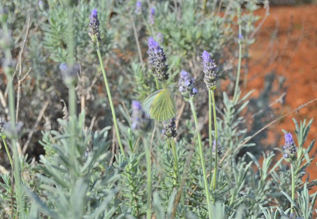 Domaine à Santa Margalida - Can Burguet 099 charmante finca à la campagne avec beau jardin, piscine privée et WiFi Domaine à Santa Margalida - Can Burguet 099 charmante finca à la campagne avec beau jardin, piscine privée et WiFi