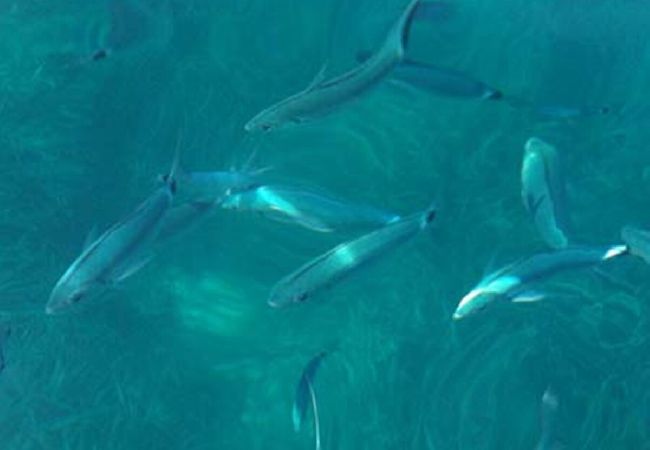 Appartement à Palau - Ático Palau 2BR 2BA terraza con impresionantes vistas Appartement à Palau - Ático Palau 2BR 2BA terraza con impresionantes vistas