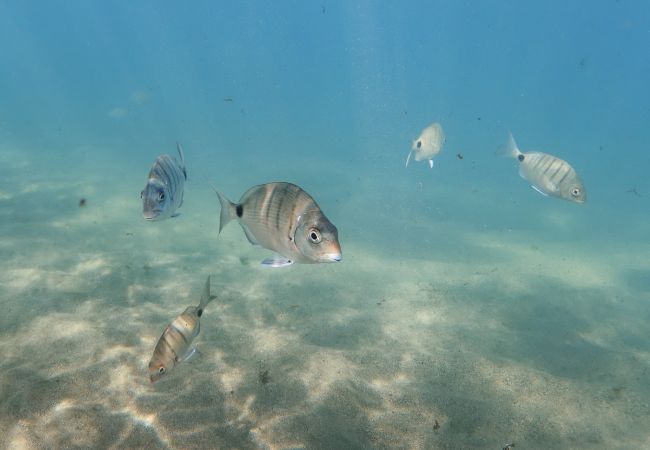 Studio à Las Palmas de Gran Canaria - Chica Beach Home By CanariasGetaway Studio à Las Palmas de Gran Canaria - Chica Beach Home By CanariasGetaway