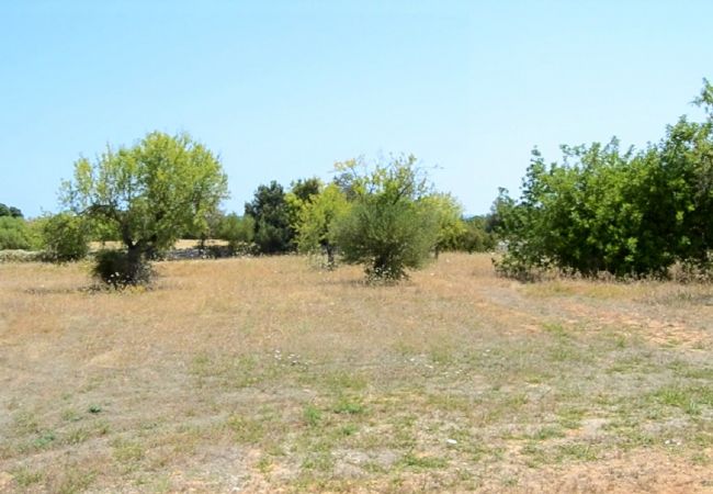 Fazenda em Llubi - Son Bernat 137 acogedora finca en la naturaleza con piscina privada, terraza, jardín y WiFi Fazenda em Llubi - Son Bernat 137 acogedora finca en la naturaleza con piscina privada, terraza, jardín y WiFi