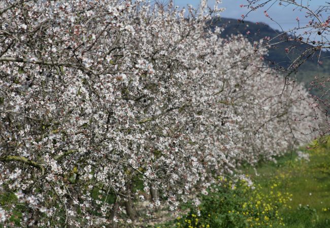 Fazenda em Sineu - Son Rossignol 155 acogedora finca rústica con piscina privada, terraza, barbacoa y WiFi Fazenda em Sineu - Son Rossignol 155 acogedora finca rústica con piscina privada, terraza, barbacoa y WiFi