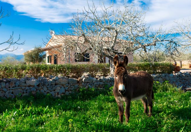 Fazenda em Sineu - Son Rossignol 155 acogedora finca rústica con piscina privada, terraza, barbacoa y WiFi Fazenda em Sineu - Son Rossignol 155 acogedora finca rústica con piscina privada, terraza, barbacoa y WiFi