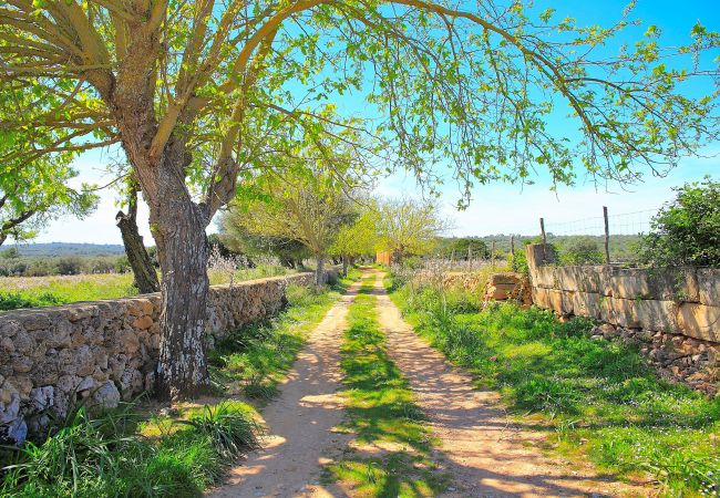 Fazenda em Son Serra de Marina - 235 Sa Cabaneta. S'original ETV/9570 by Mallorca Fazenda em Son Serra de Marina - 235 Sa Cabaneta. S'original ETV/9570 by Mallorca