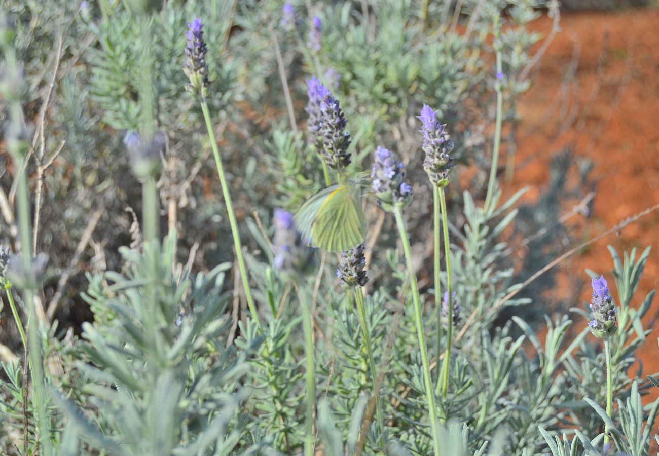 Особняк на Santa Margalida - Can Burguet 099 encantadora finca en la naturaleza con precioso jardín, piscina privada y WiFi Особняк на Santa Margalida - Can Burguet 099 encantadora finca en la naturaleza con precioso jardín, piscina privada y WiFi